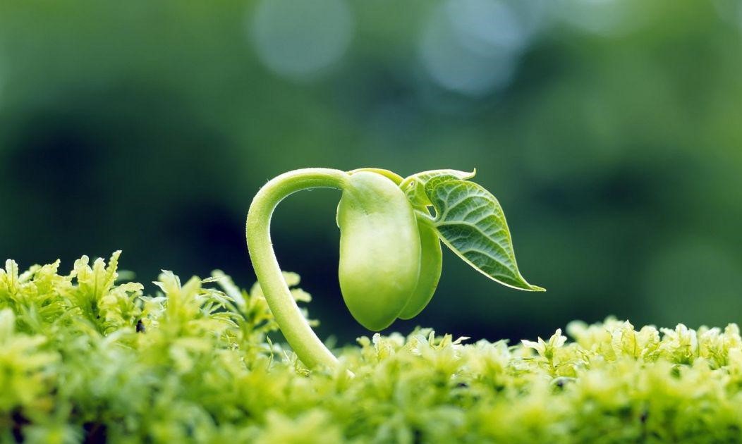 طراحی و اجرای فضای سبز در مشهد